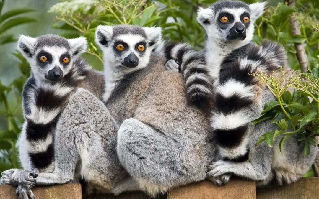 Avifauna