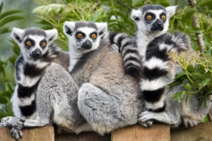 Avifauna – Alphen aan den Rijn