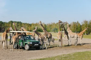 Beekse Bergen – Hilvarenbeek
