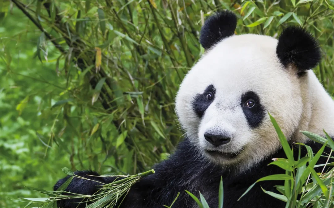 Ouwehands Dierenpark