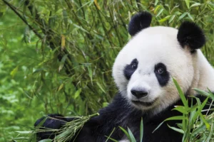 Ouwehands Dierenpark – Rhenen